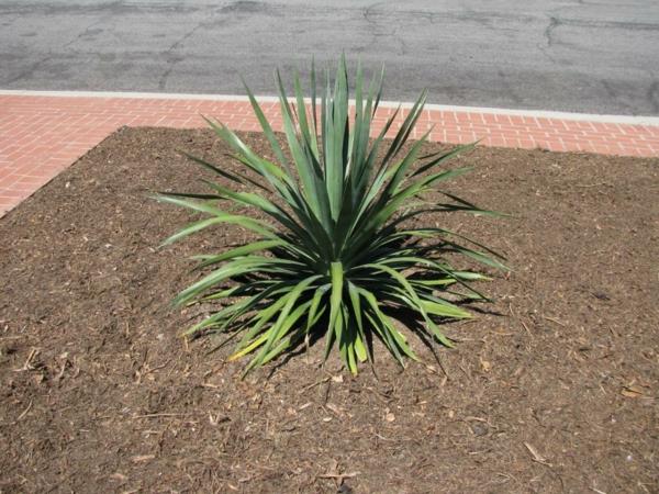 φροντίδα δέντρου δράκου Θάμνος Dracaena Draco