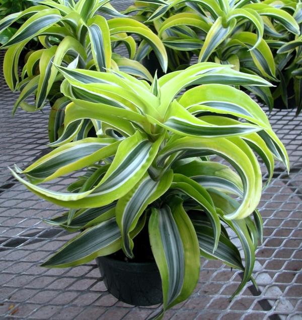 φροντίδα δέντρου δράκων Dracaena Limelight φυτά εσωτερικού χώρου