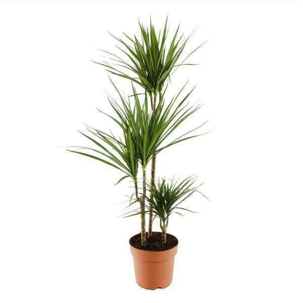 φύτευση φροντίδας δέντρου δράκων Dracaena Marginata