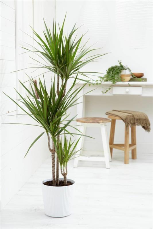 φροντίδα δέντρου δράκων Φύτευση κήπου Dracaena marginata