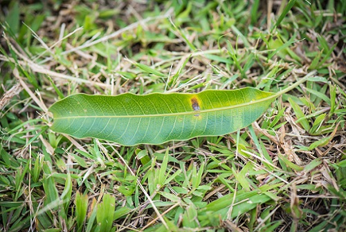 Mango lapai