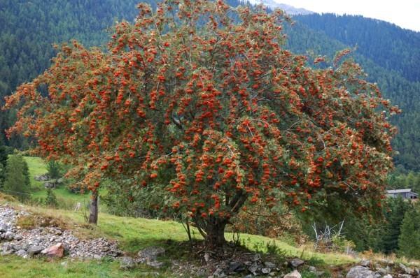 δέντρο rowan rowan