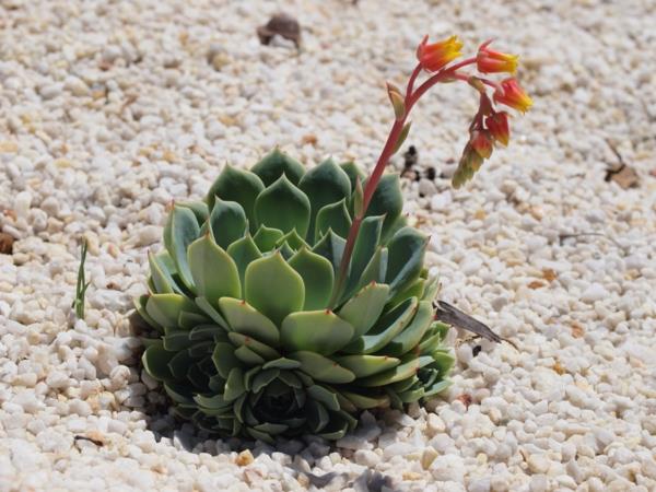 echeveria φυτά κήπου ανθίζουν βότσαλα