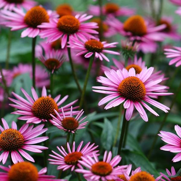 συμβουλές φροντίδας των φυτών echinacea