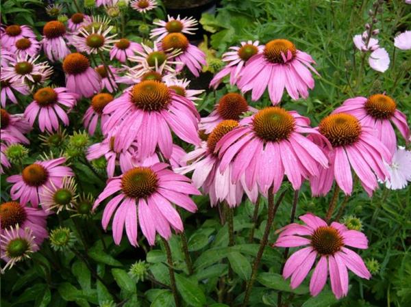 φυτό echinacea purpurea magnus