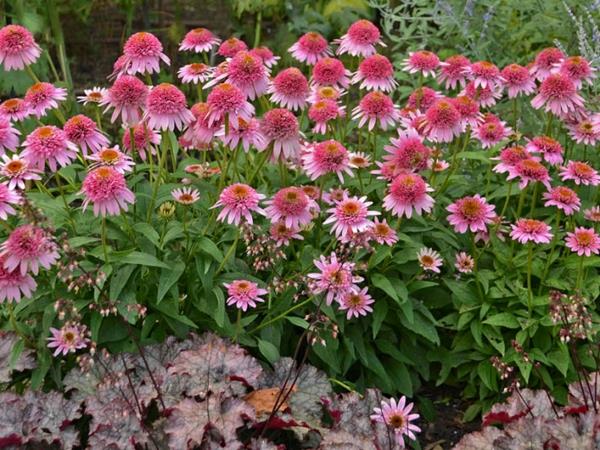 ποικιλία φυτών echinacea purpurea