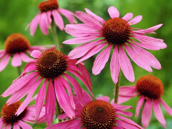 Echinacea φυτό μοβ άνθη