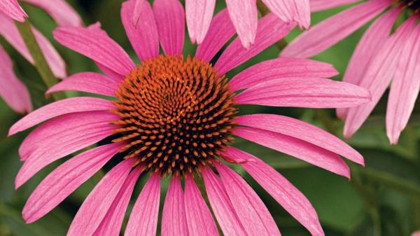 echinacea purpurea υγιές φυτό