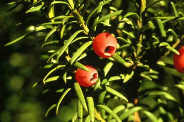 ζυμαρικά αειθαλή φυτά κόκκινα λουλούδια κήπος σκαντζόχοιρος