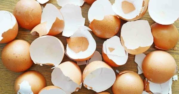κελύφη αυγών ως φάρμακο κατά των σαλιγκαριών