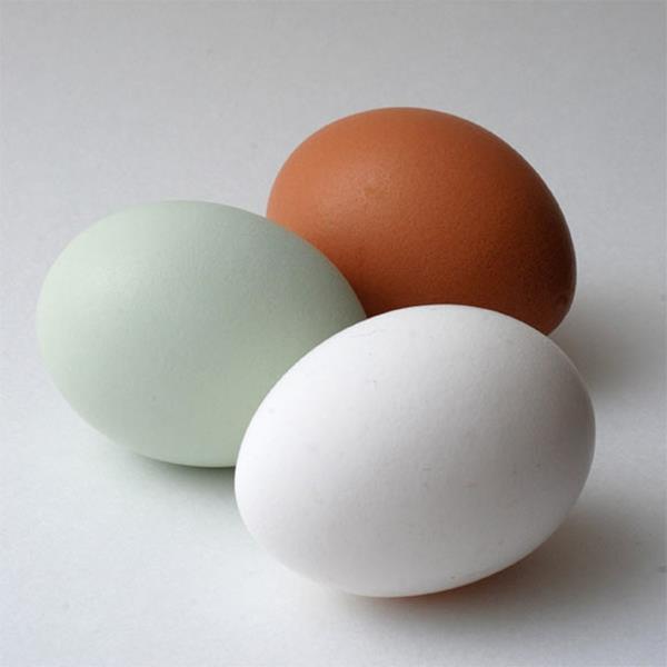 χρώματα κελύφους αυγών ιδέες χρωμάτων αυγών χρώματα τοίχων παλέτα ιδέες σχεδιασμού χρώματος