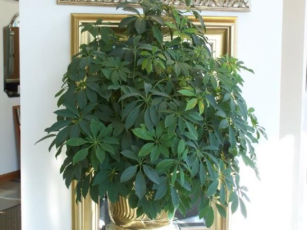 ένα στιβαρό φυτό εσωτερικού χώρου με έναν χρυσό καθρέφτη στο βάθος