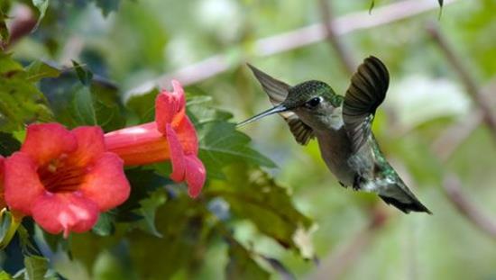 αυτοφυή φυτά που εξωραΐζουν πουλιά άγριας ζωής