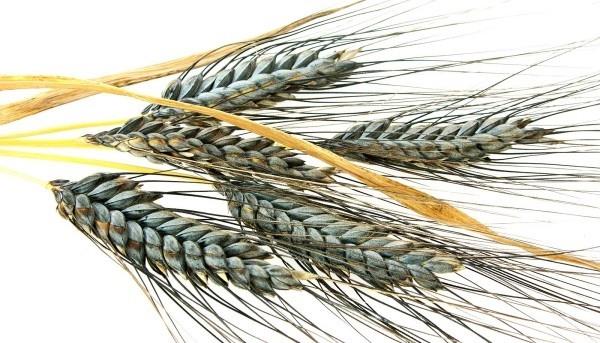 einkorn υπέροχη φυτική ιδέα