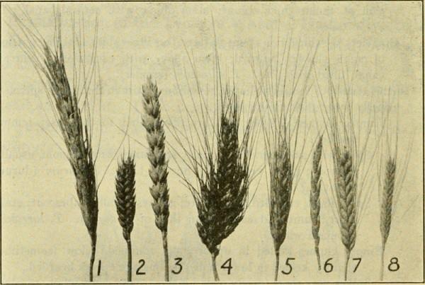 einkorn διαφορετικούς τύπους σιταριού