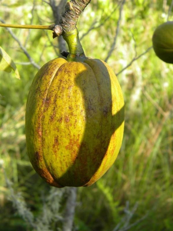 μεμονωμένα φρούτα baobab ακόμα σε πράσινο μέγεθος