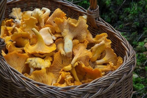 σιδηρούχα τρόφιμα chanterelles