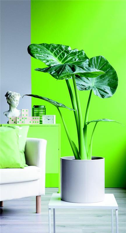 ελέφαντα φυτό αυτί ως γλάστρες φυτών φύλλωμα χρώμα τοίχου φωτεινό πράσινο