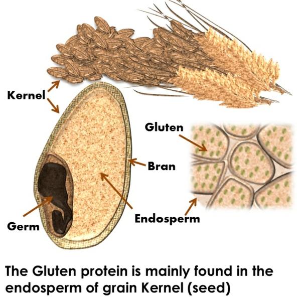 ενδοκρινικό σύστημα ορμονικό σύστημα σπόροι κόκκων γλουτένης