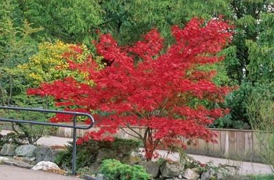 στενό χώρο στον κήπο κόκκινα φύλλα στην κορυφή του δέντρου