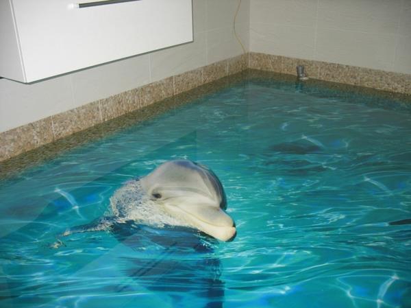 εποξειδική ρητίνη δάπεδο κακό delfin