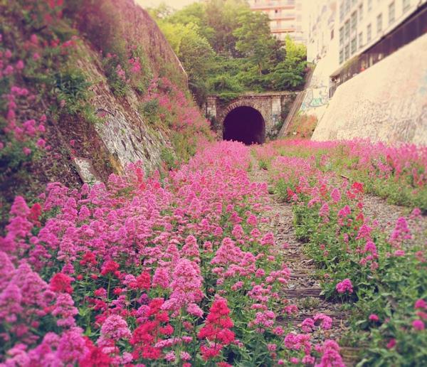 γη και ανθρώπινη φύση εικόνες τούνελ λουλούδια