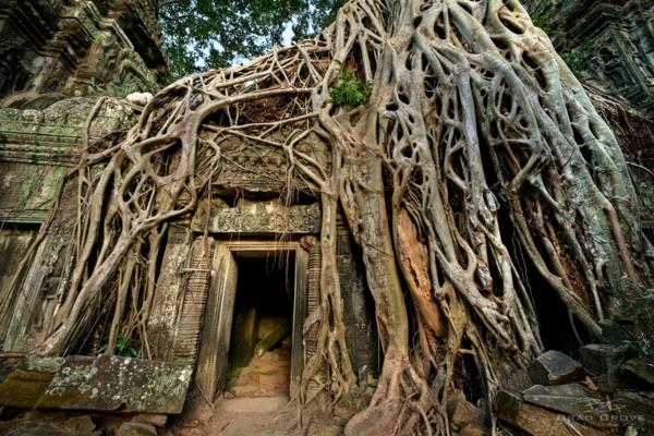 εικόνες γης και ανθρώπινης φύσης Καμπότζη ρίζες δέντρων angkor