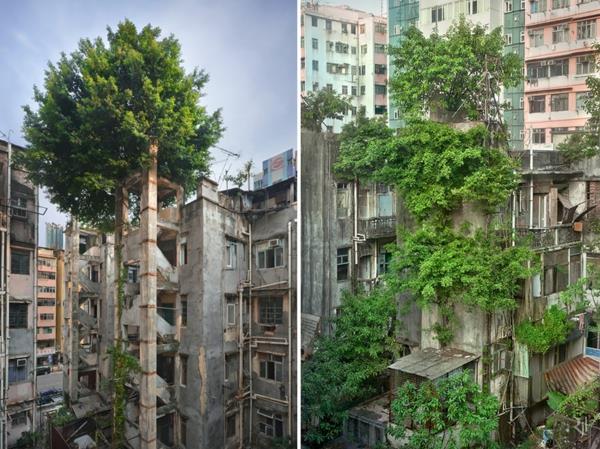 γη φύση και άνθρωποι εικόνες της φύσης περιοχή της πόλης παλιά κτίρια δέντρα