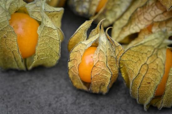 βρώσιμο φυτό physalis