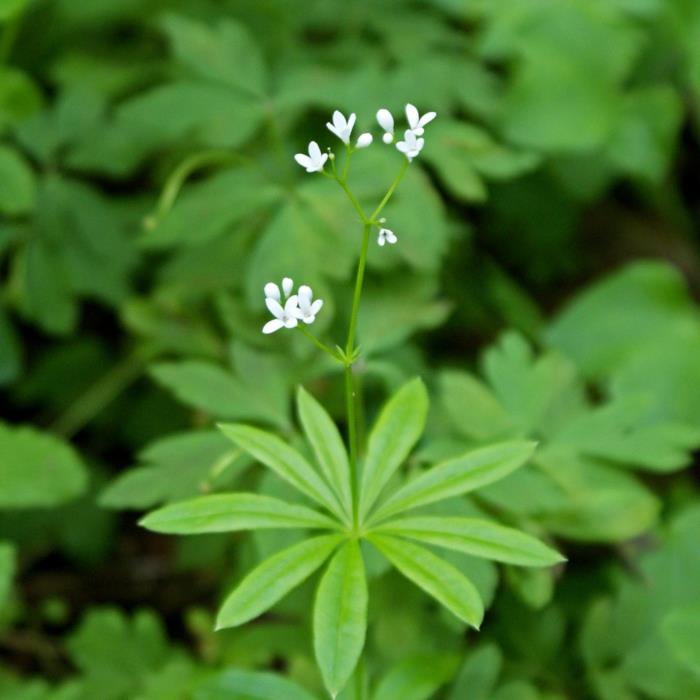 βρώσιμα άγρια ​​βότανα waldmeister