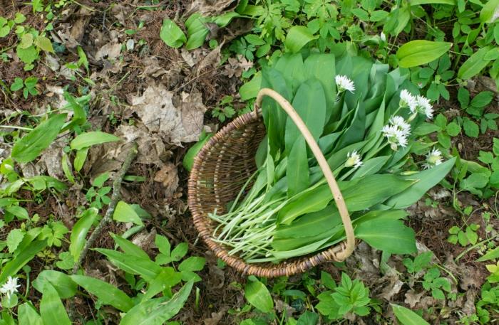 βρώσιμα άγρια ​​βότανα waldmeister