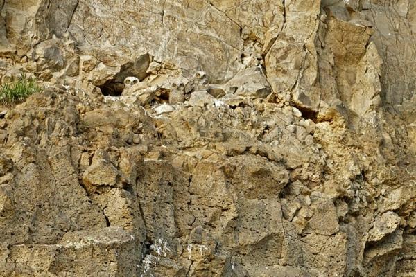 Κουκουβάγιες που περιβάλλουν τους βράχους κρύβονται