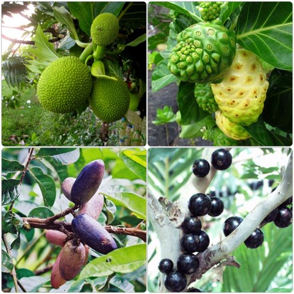 εξωτικά δέντρα εξωτικά φρούτα απαριθμούν διαφορετικά είδη