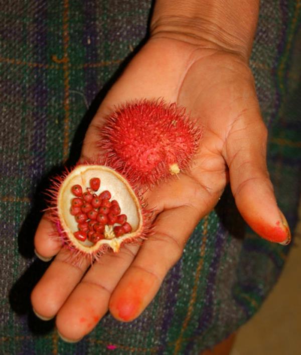 εξωτικά φρούτα annatto achiote