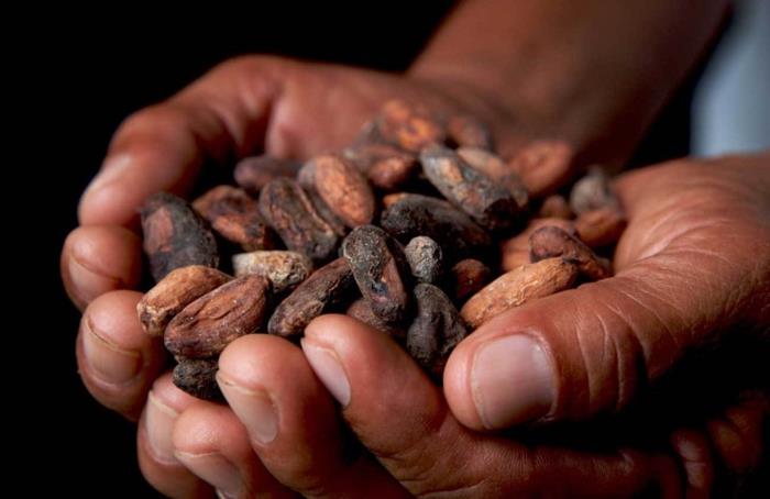 fairtrade σοκολάτα κόκκοι κακάο δίκαιο εμπόριο