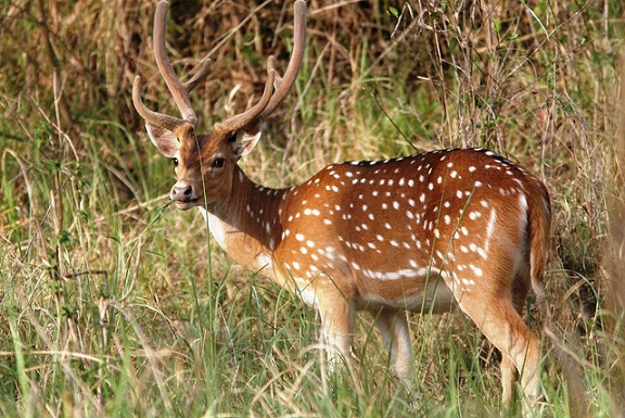 parklar-in-chhattisgarh-sitanadi-yaban hayatı-barınağı