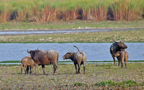 parkai-in-chhattisgarh-udanti-šventovė