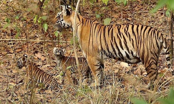 parklar-in-chhattisgarh-indravati-milli-park