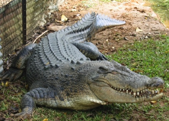 parklar-in-chhattisgarh-kanger-vadisi-milli-park