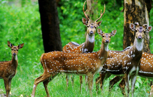 parkai Chhattisgarh