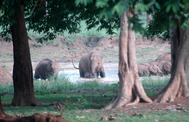 parks-in-jharkhand-betla-national-park