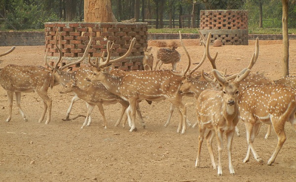 parks-in-jharkhand-ranchi-deer-park