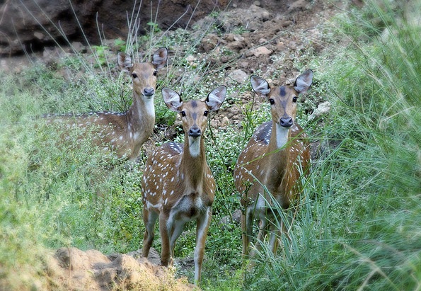 parkai Jharkhand