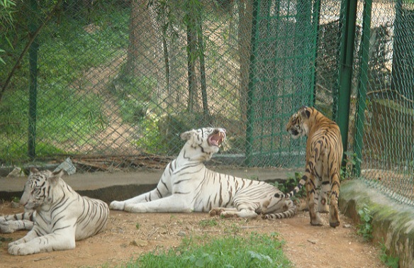 parks-in-karnataka_bannerghatta-national-park