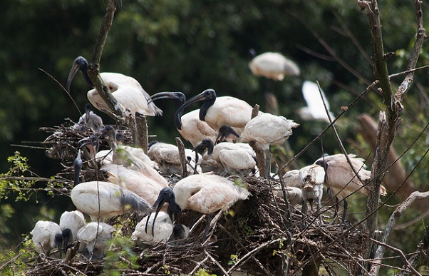 parks-in-karnataka_gudavi-bird-sanctuary
