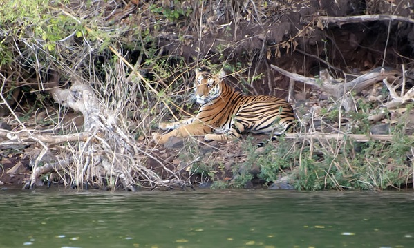 parks-in-karnataka_bhadra-wildlife-sanctuary