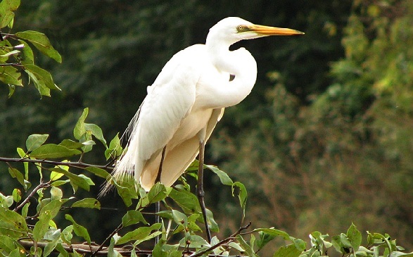 parks-in-karnataka_mandagadde-bird-sanctuary