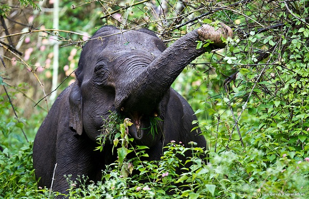 parkai Karnatakoje