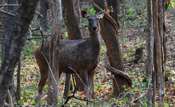 parkai-in-odisha-ushakothi-laukinės gamtos šventovė