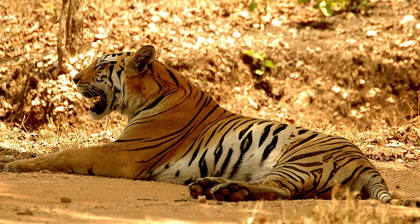 parks-in-odisha-simlipal-national-park